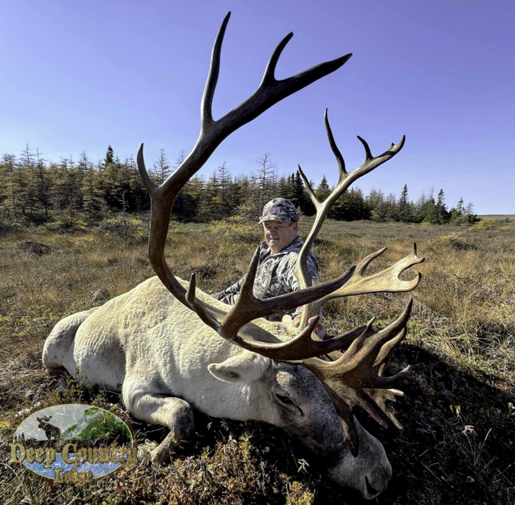 Woodland Caribou, Newfoundland Canada, Deep Country Lodge
