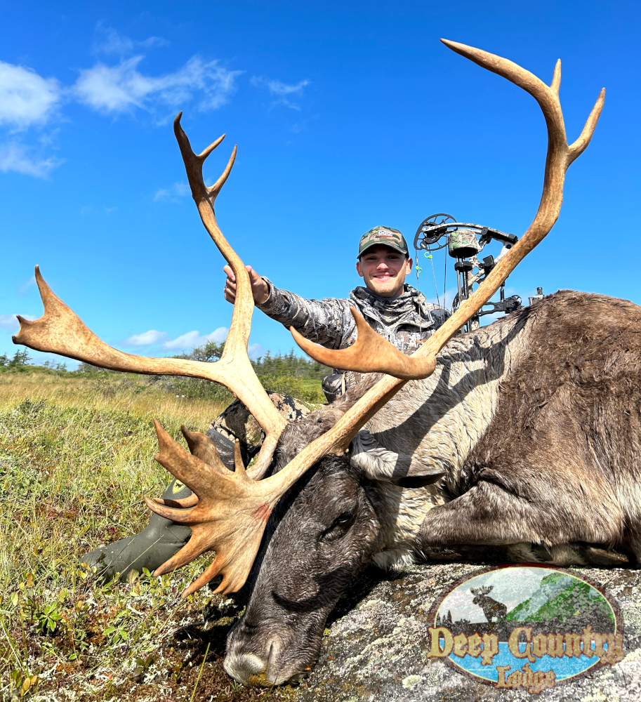 Woodland Caribou, Newfoundland Canada, Deep Country Lodge