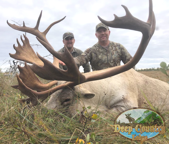 Woodland Caribou, Newfoundland Canada, Deep Country Lodge