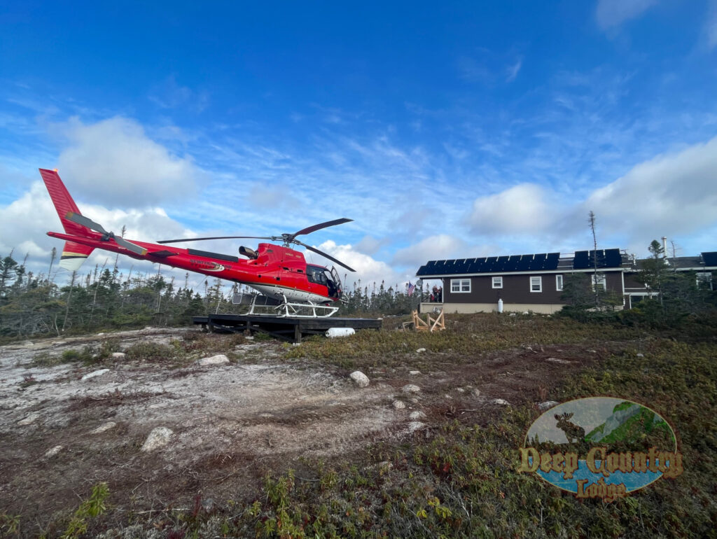 Woodland Caribou, Newfoundland Canada, Deep Country Lodge
