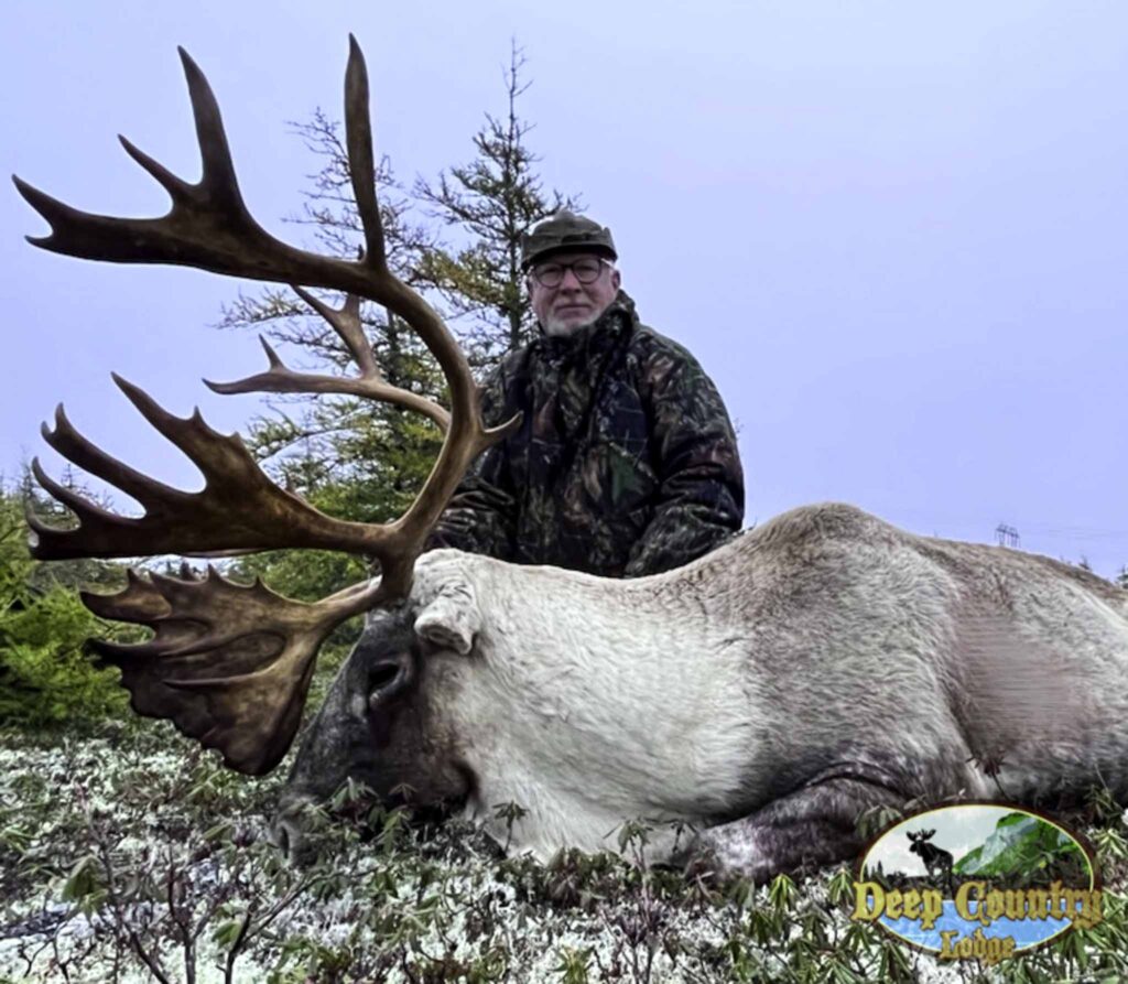 Woodland Caribou, Newfoundland Canada, Deep Country Lodge