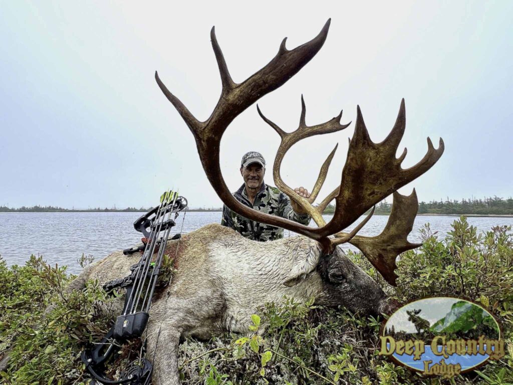 Woodland Caribou, Newfoundland Canada, Deep Country Lodge