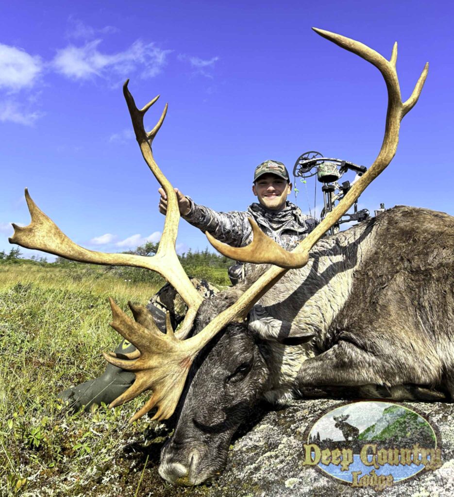 Woodland Caribou, Newfoundland Canada, Deep Country Lodge
