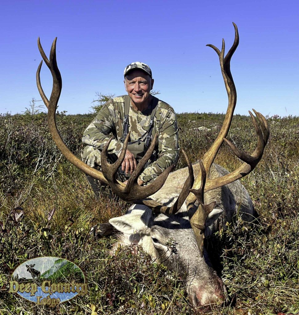 Woodland Caribou, Newfoundland Canada, Deep Country Lodge