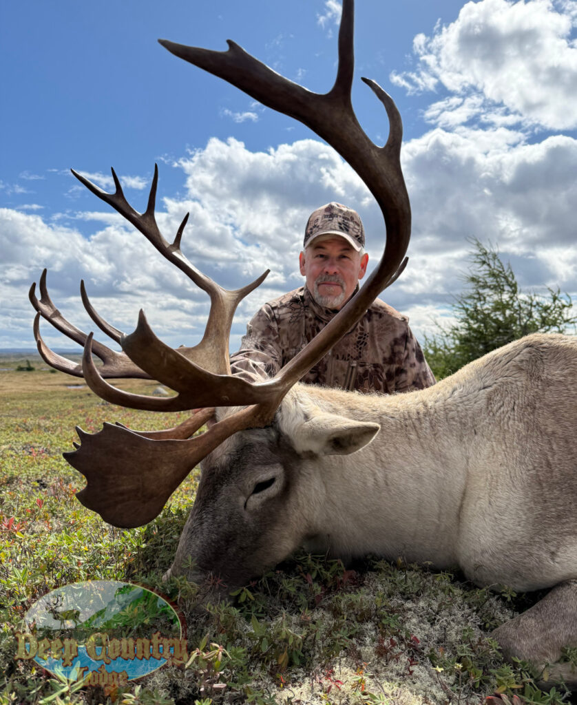 Woodland Caribou, Newfoundland Canada, Deep Country Lodge