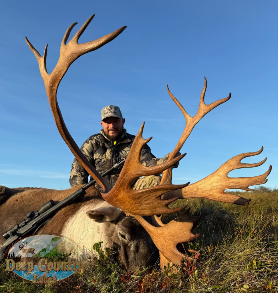 Woodland Caribou, Newfoundland Canada, Deep Country Lodge