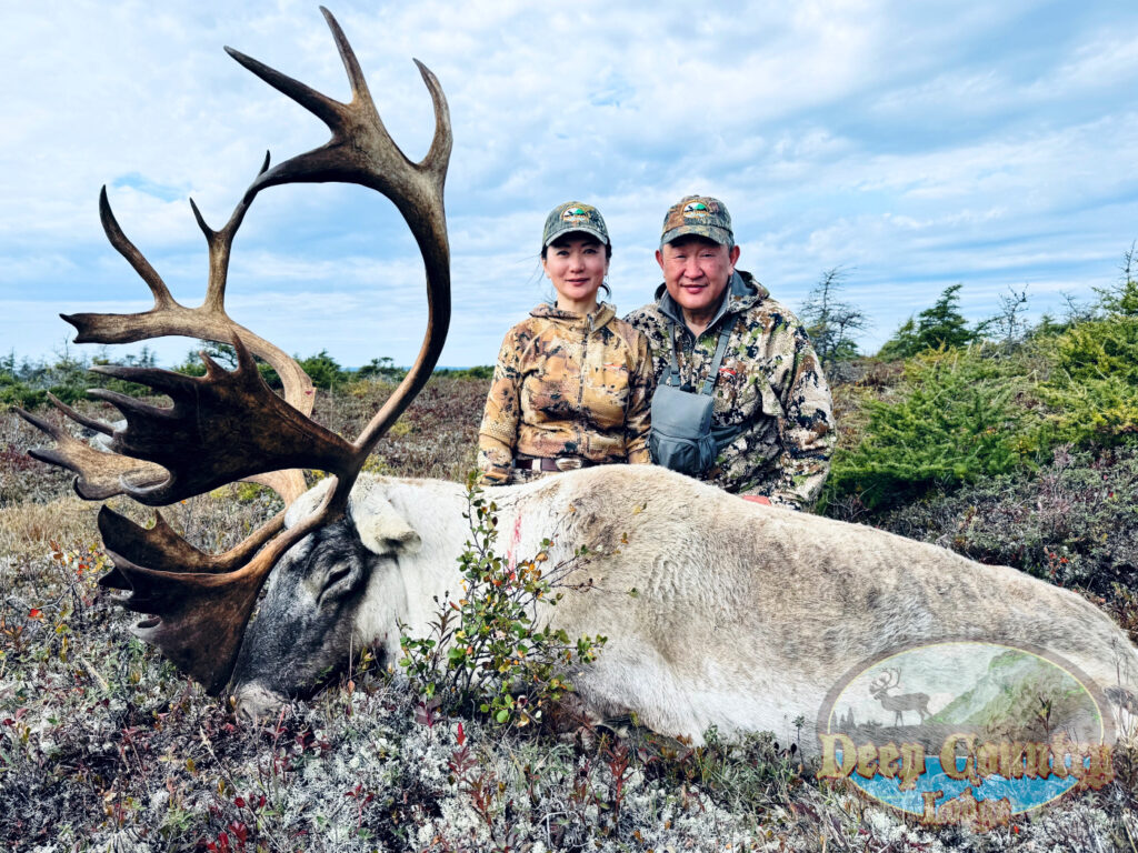 Woodland Caribou, Newfoundland Canada, Deep Country Lodge