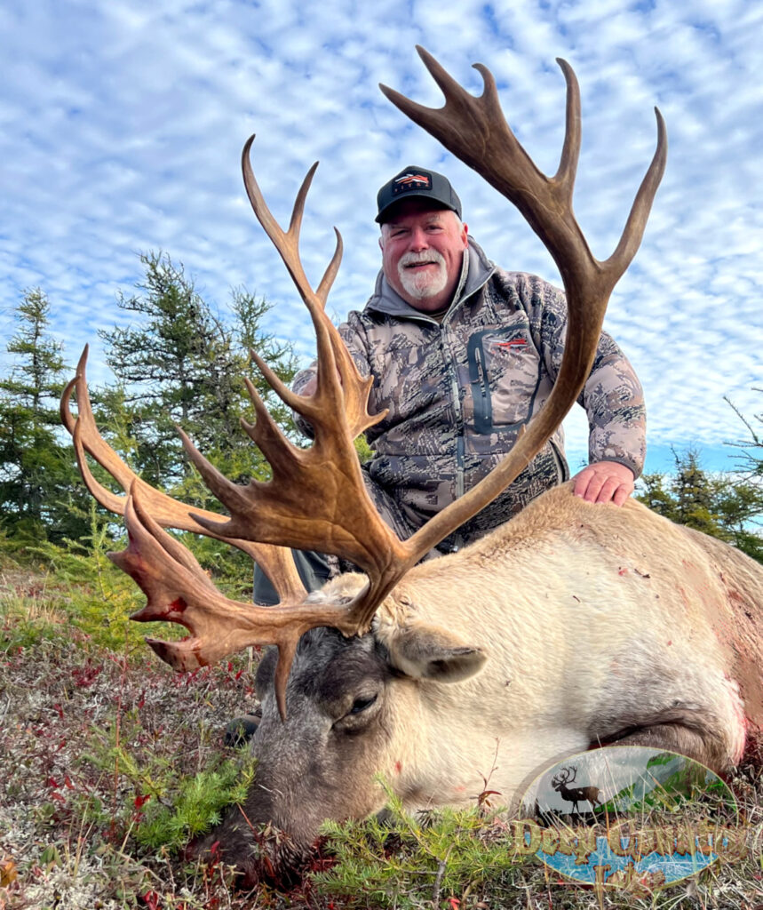 Woodland Caribou, Newfoundland Canada, Deep Country Lodge