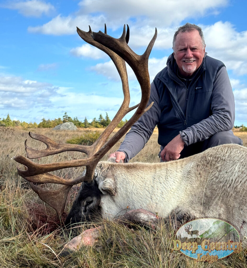 Woodland Caribou, Newfoundland Canada, Deep Country Lodge