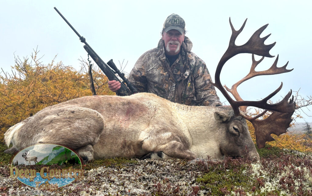 Woodland Caribou, Newfoundland Canada, Deep Country Lodge