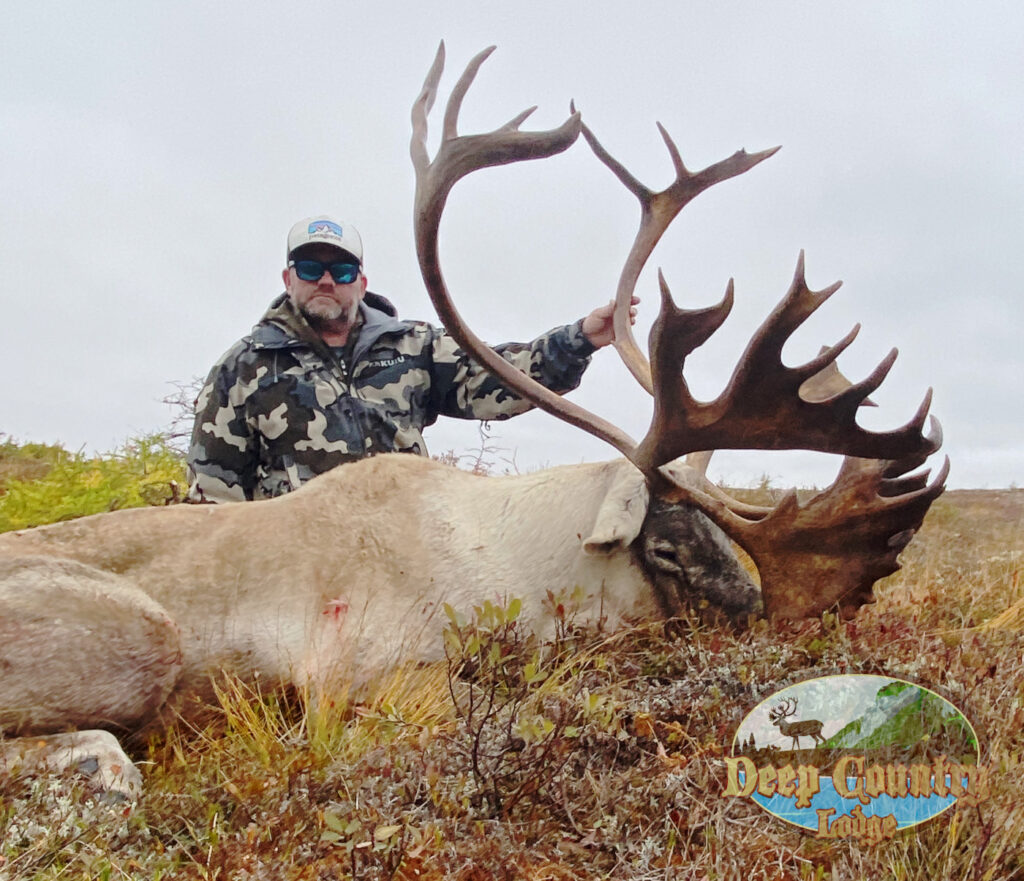 Woodland Caribou, Newfoundland Canada, Deep Country Lodge