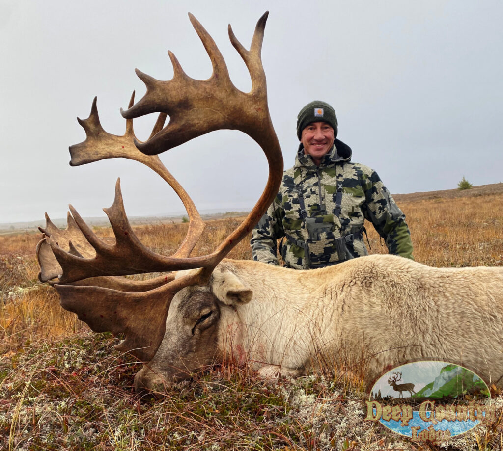Woodland Caribou, Newfoundland Canada, Deep Country Lodge