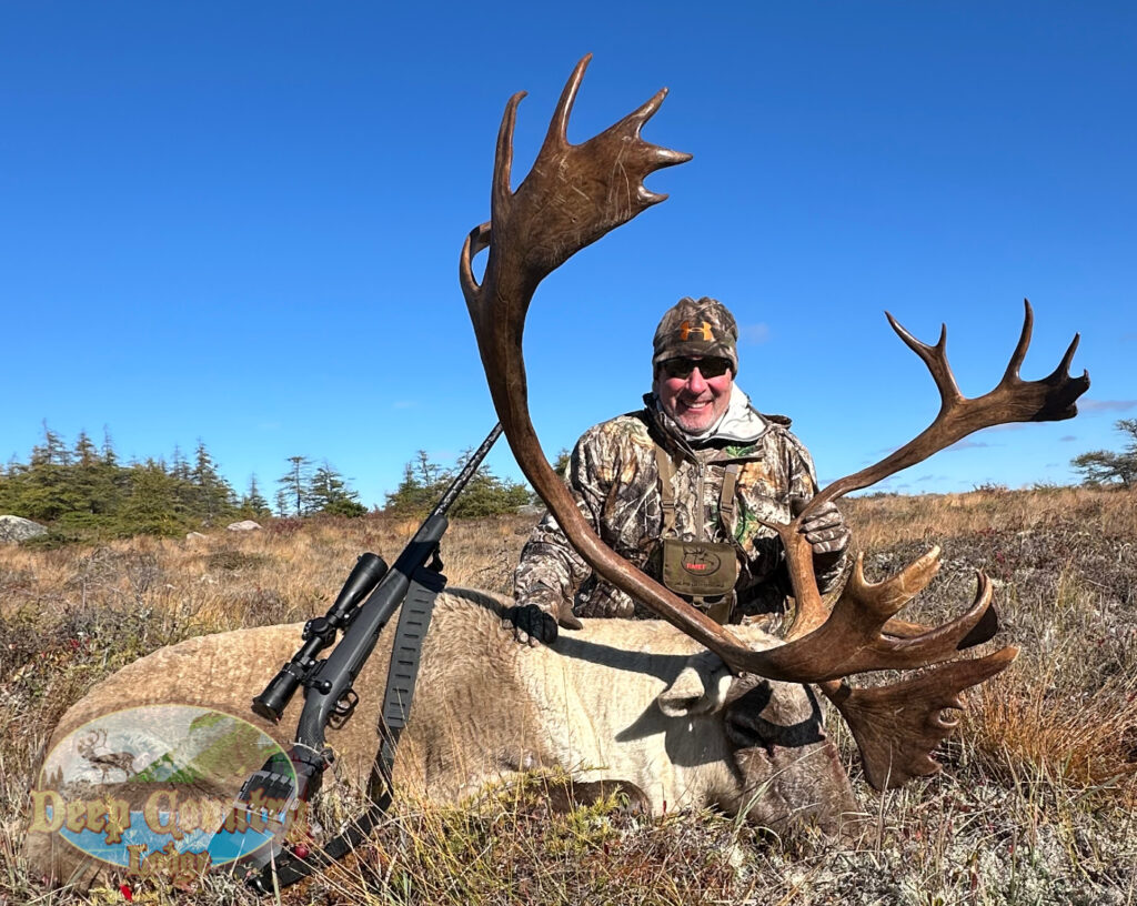 Woodland Caribou, Newfoundland Canada, Deep Country Lodge