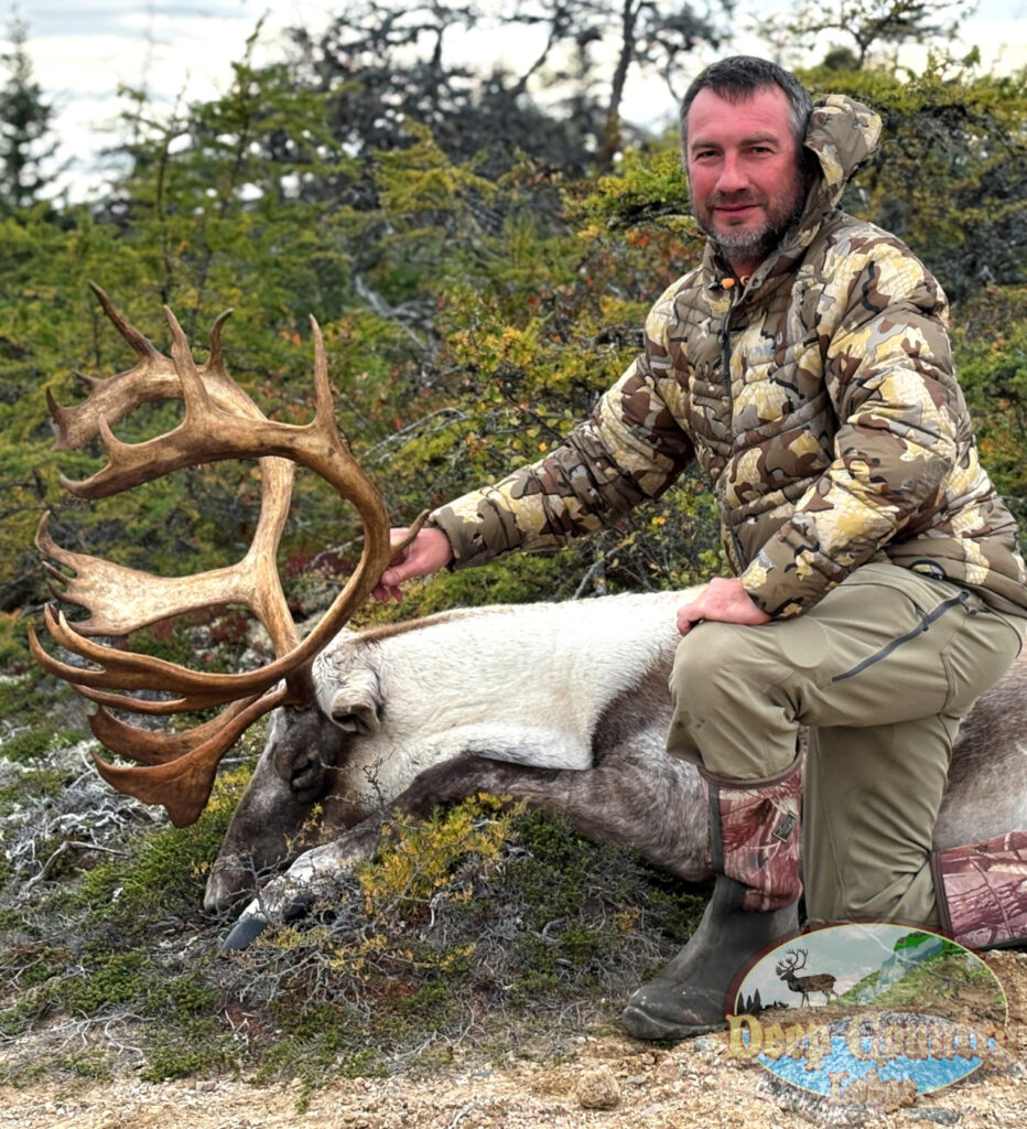 Woodland Caribou, Newfoundland Canada, Deep Country Lodge