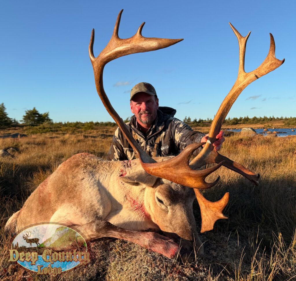 Woodland Caribou, Newfoundland Canada, Deep Country Lodge