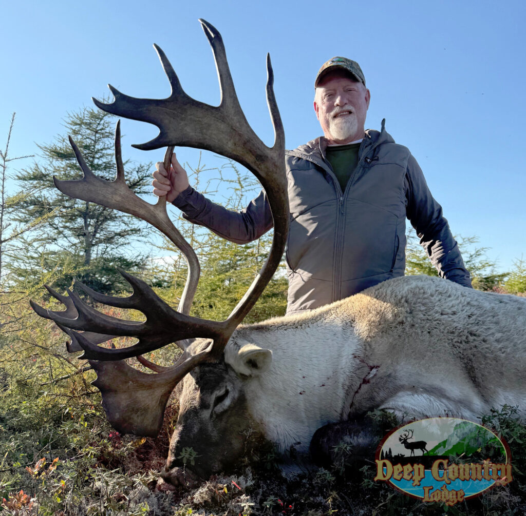 Woodland Caribou, Newfoundland Canada, Deep Country Lodge