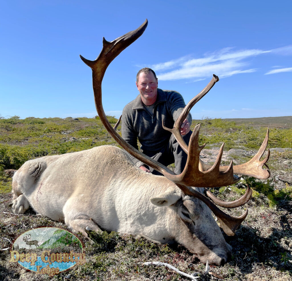Woodland Caribou, Newfoundland Canada, Deep Country Lodge