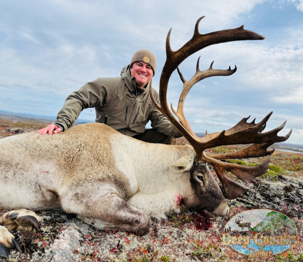 Woodland Caribou, Newfoundland Canada, Deep Country Lodge