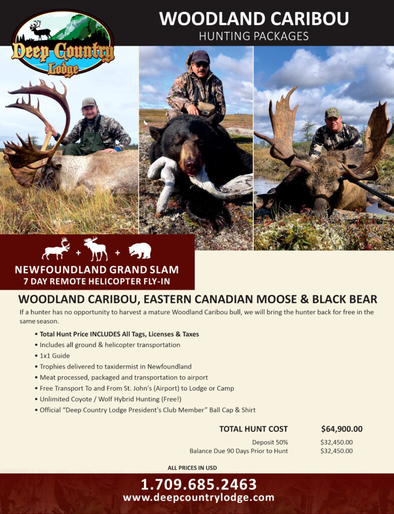 Poster for Woodland Caribou Hunting Packages with three panel photos of hunters and moose, plus Newfoundland Grand Slam promo text and contact info.